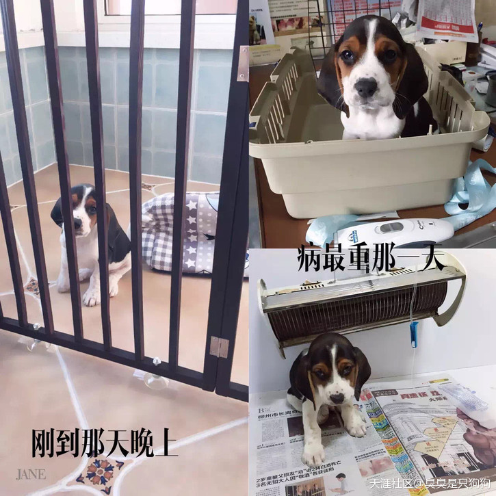 扒一扒我在网上买狗被骗的经历<strongalt=