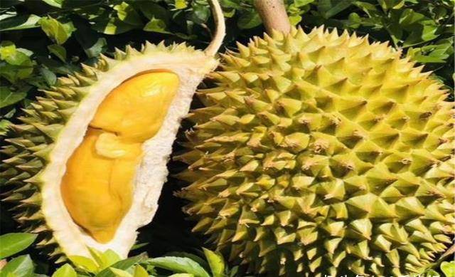 这锅我不背游戏下载苹果版:泰国水果滞销，却埋怨中国游客不买，中国游客：对不起这锅我不背