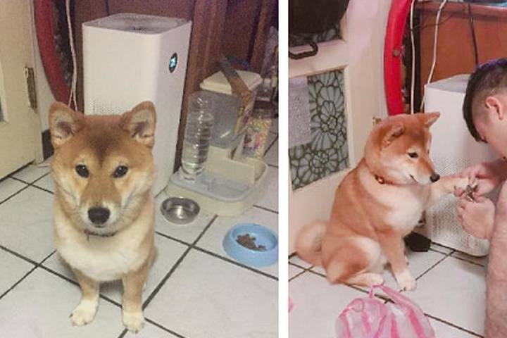 咬苹果q版女孩
:柴犬宝宝的美甲服务，如此乖巧一众网友直呼眼红！