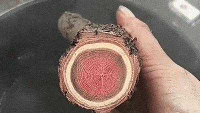 飞象叫车苹果版:爆笑GIF：狗子追马，马却撞车上！交警：这责任该怎么算？