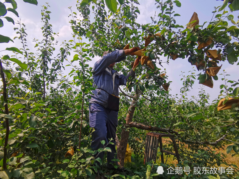 苹果套袋新闻稿全自动苹果套袋机