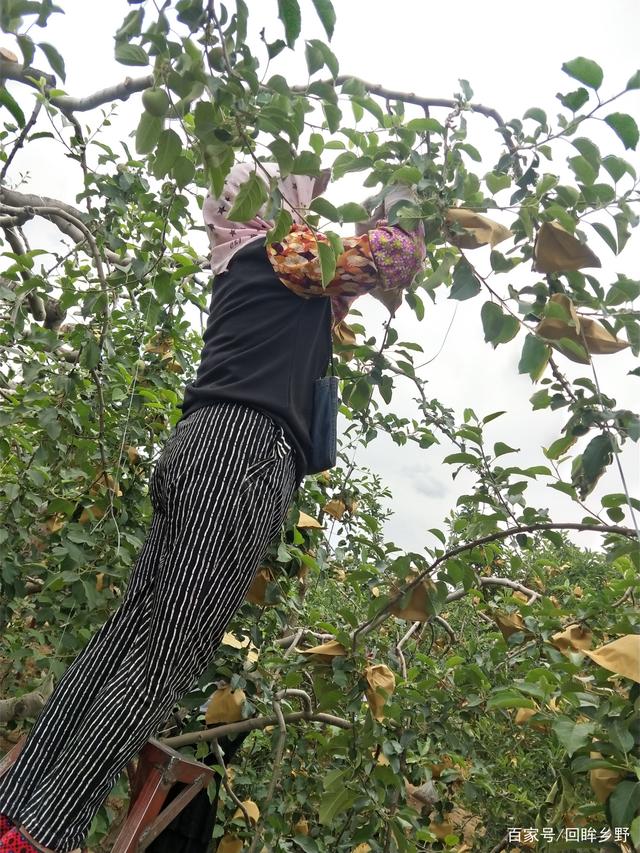 苹果套袋新闻稿全自动苹果套袋机-第2张图片-亚星国际官网