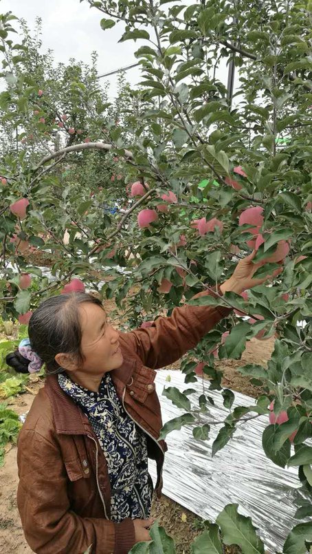 洛川苹果市场新闻洛川苹果产地在哪里-第2张图片-亚星国际官网
