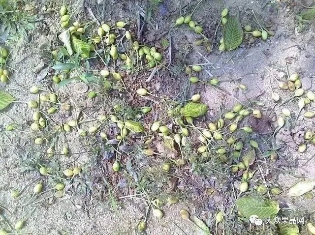 西部苹果减产最新消息新闻苹果多少钱一斤市场价2023-第2张图片-亚星国际官网