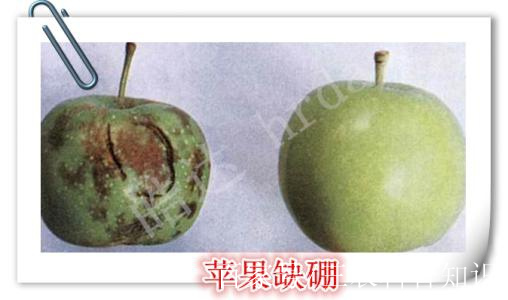 苹果缩果病最新图片新闻葡萄缩果病的发生原因及防治-第1张图片-亚星国际官网