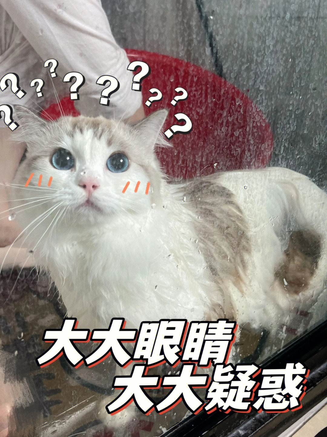 多多猫苹果版多多苹果商店官网-第2张图片-亚星国际官网