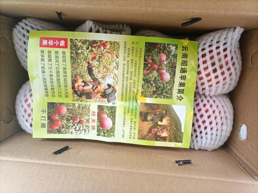 包含昭通苹果打蜡新闻评论的词条