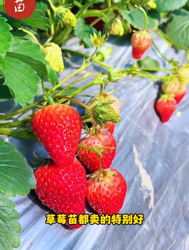 苹果手机版种子帝种子搜索神器种子帝-第2张图片-亚星国际官网