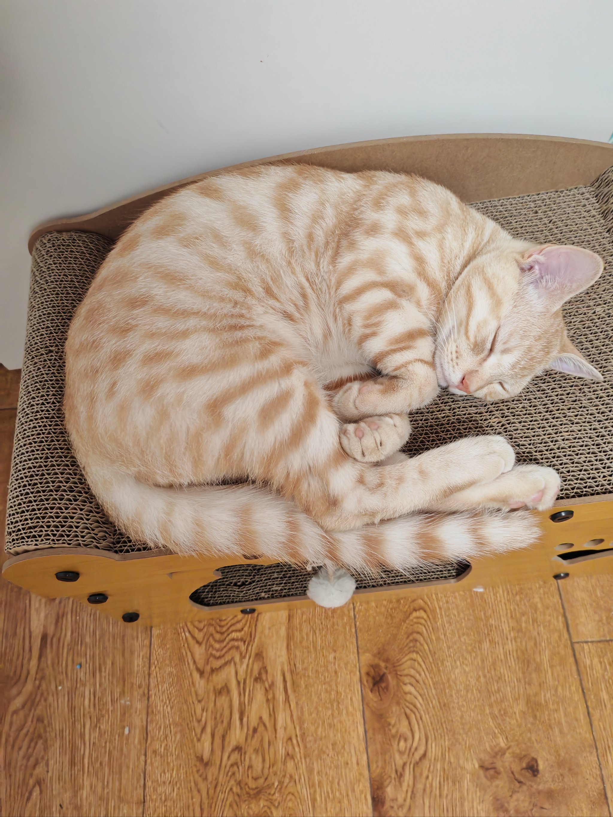 猫咪庄园红包苹果版猫咪请就位红包版游戏