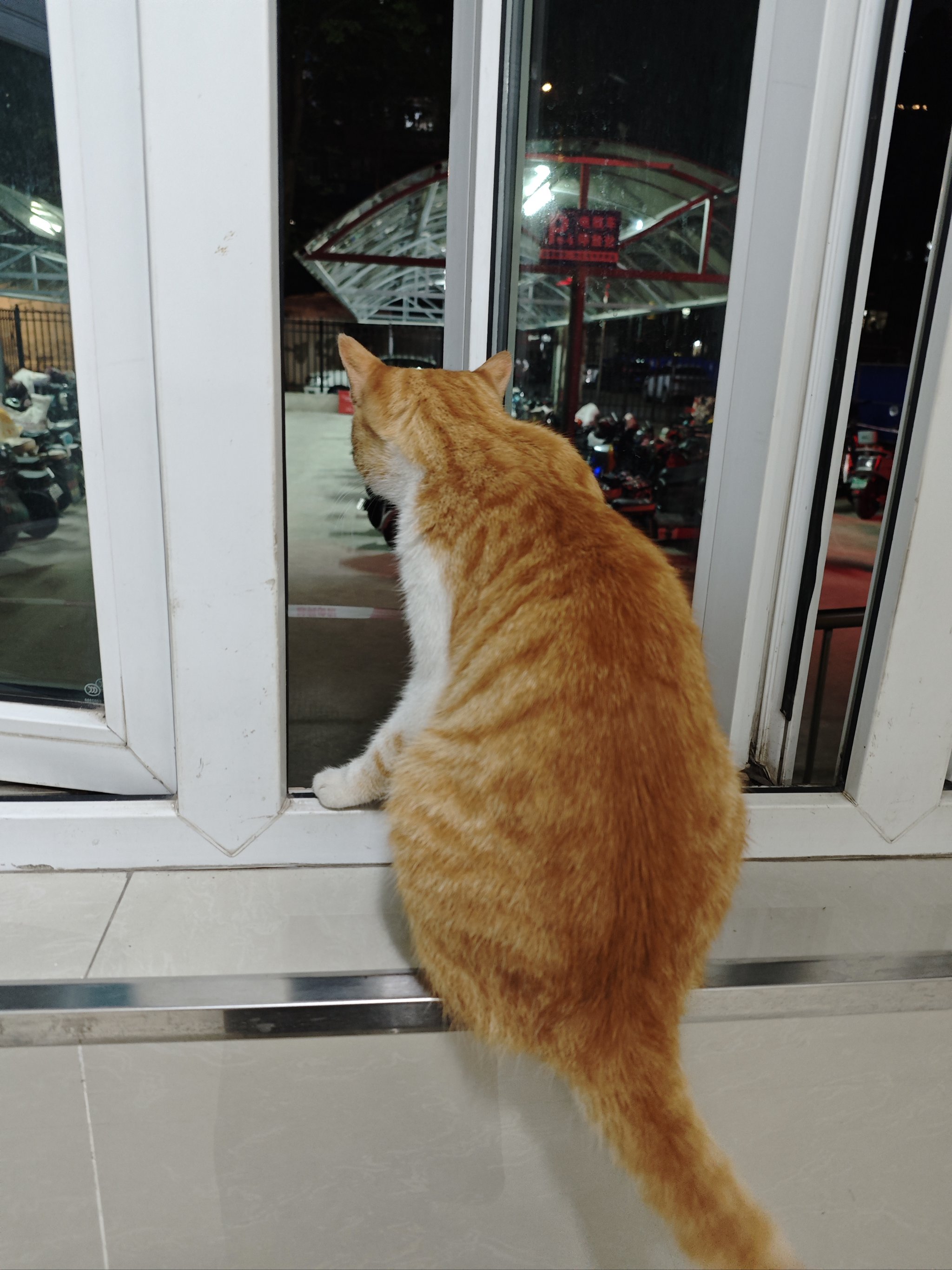 猫咪庄园红包苹果版猫咪请就位红包版游戏-第2张图片-亚星国际官网
