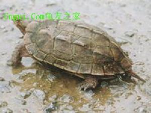 龟友之家苹果版龟友之家自由市场