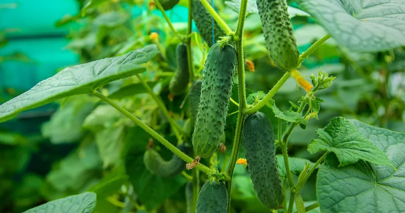 黄瓜最新苹果版91轻量版最新版苹果手机-第1张图片-亚星国际官网