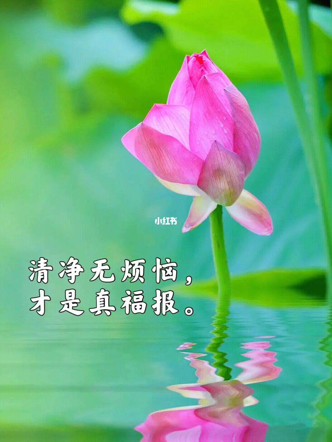 学佛网官网手机版净土大经科注学佛网