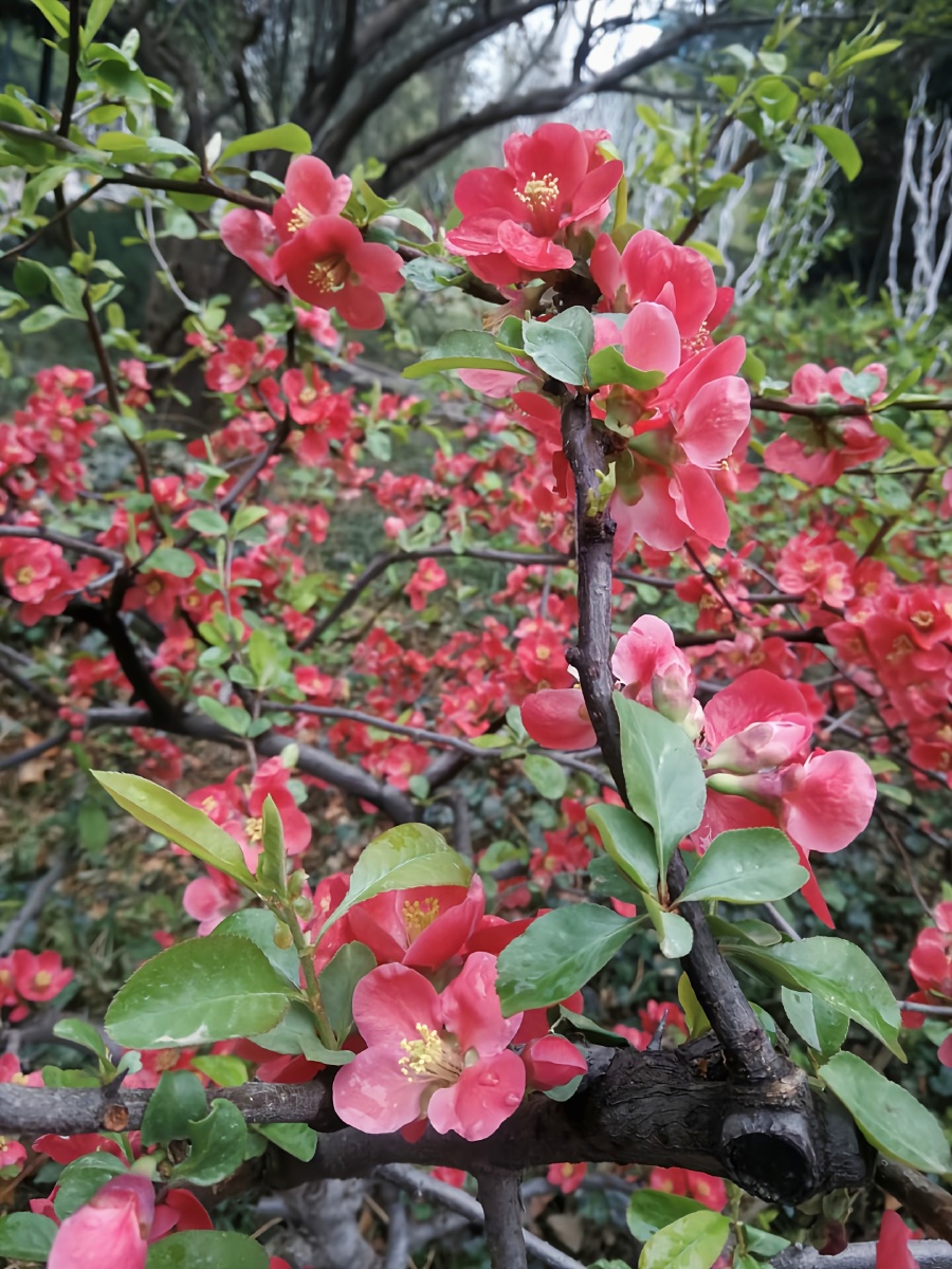 春潮播放器手机版(春潮播放器手机版下载)-第5张图片-QuickQ官网