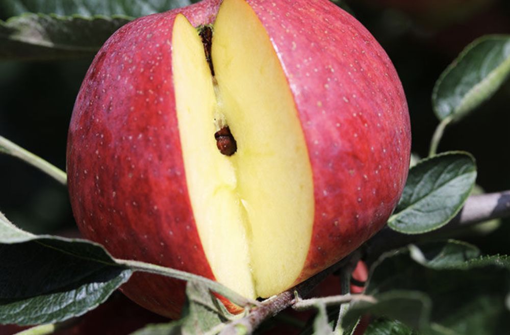 日报版苹果(苹果日报电子版)-第2张图片-QuickQ官网