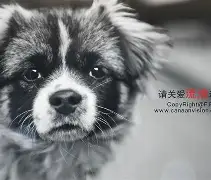 快播手机版动物(快播手机版动物世界下载)-第3张图片-QuickQ官网