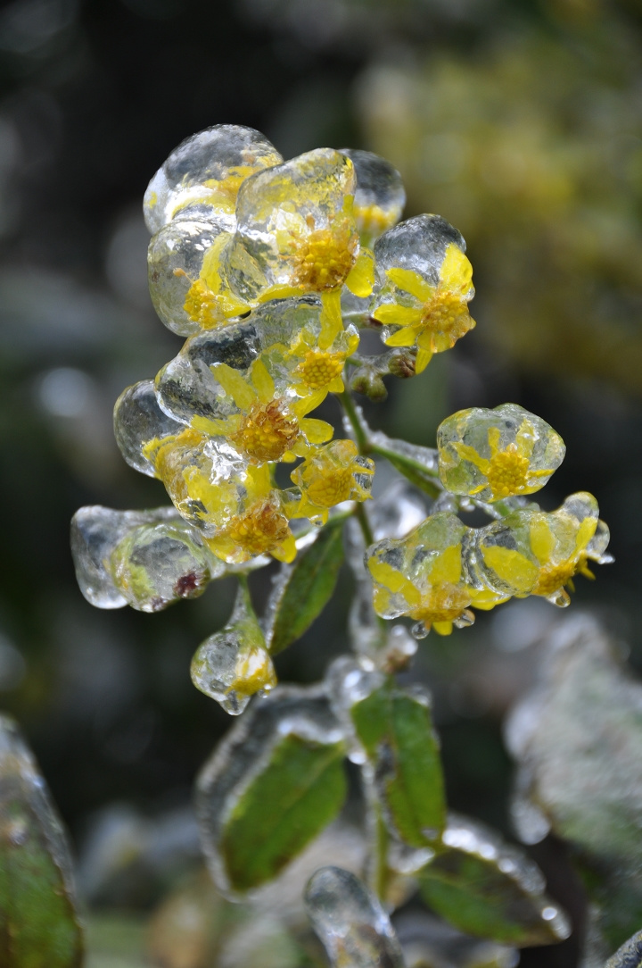 苹果冰花版(苹果手机版本查询)-第5张图片-QuickQ官网 苹果冰花版(苹果手机版本查询)-第5张图片-QuickQ官网