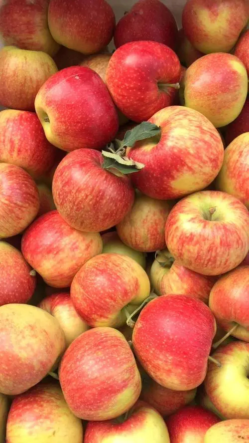 中方版苹果(中国版的苹果手机)