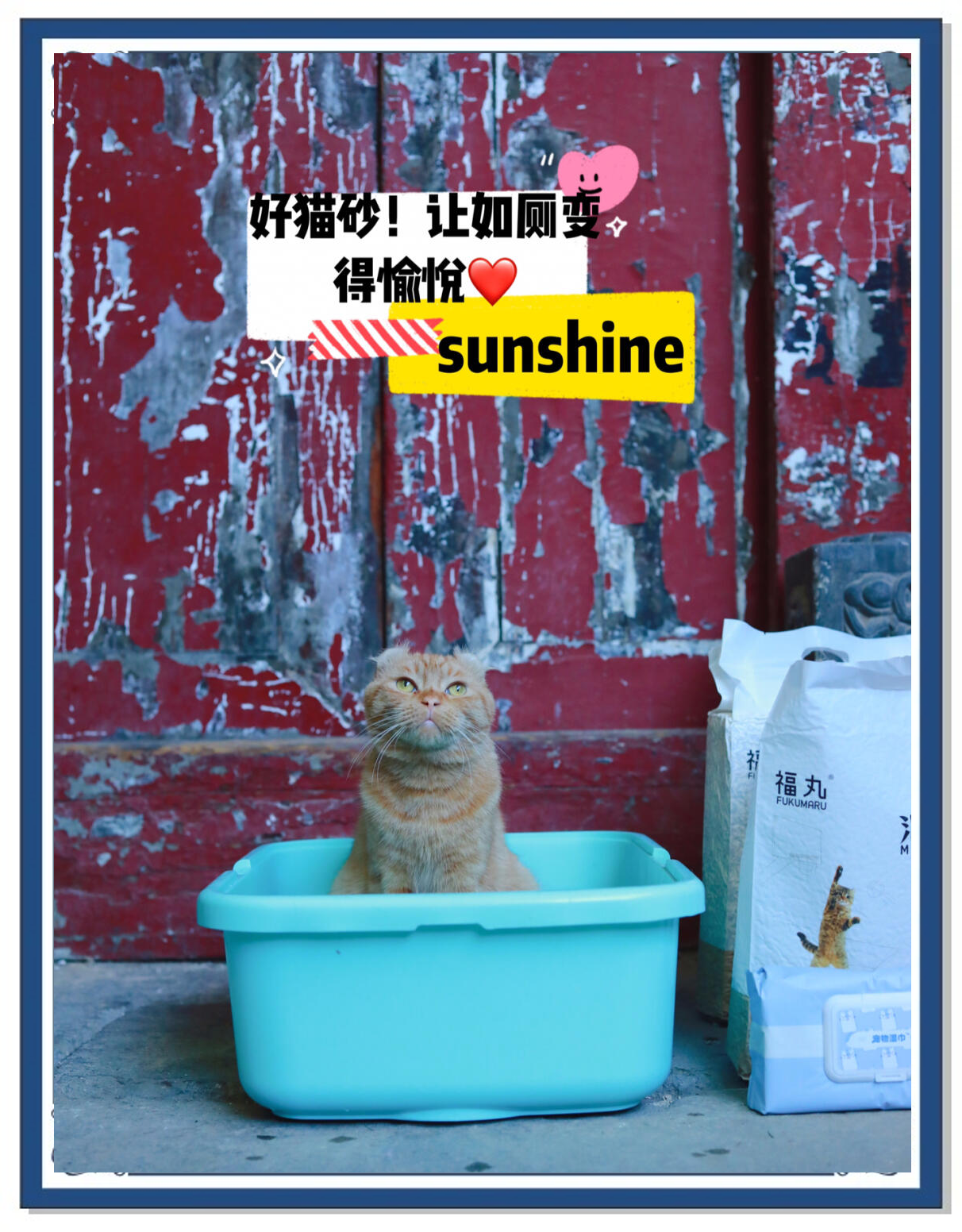 养猫苹果版(养猫应用下载)-第5张图片-QuickQ官网