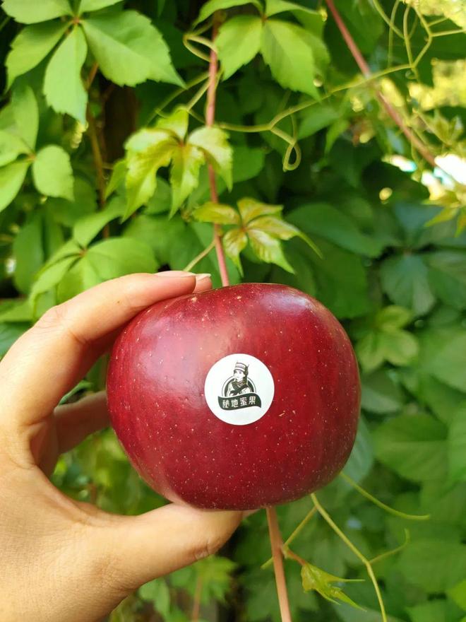 塞班版苹果(塞班游戏ios)-第4张图片-QuickQ官网